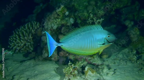 Black Unicornfish (Naso hexacanthus) swims against the background of a night coral reef, close-up. photo