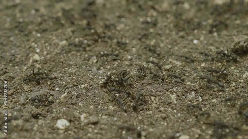 bustling activity of ants as they crawl across the ground bustling activity of ants as they crawl across the ground