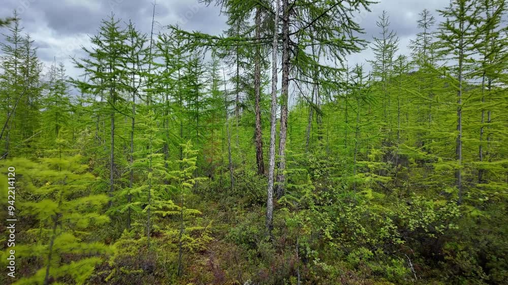 Wander through the vibrant green trees and dense undergrowth of Yakutia, revealing the exquisite beauty of early autumn nature. Wander through the vibrant green trees and dense undergrowth of Yakutia, revealing the exquisite beauty of early autumn nature.