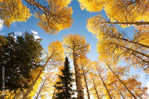 USA, Idaho, Targhee National Forest. Looking up through Quaking Aspens in Fall foliage.