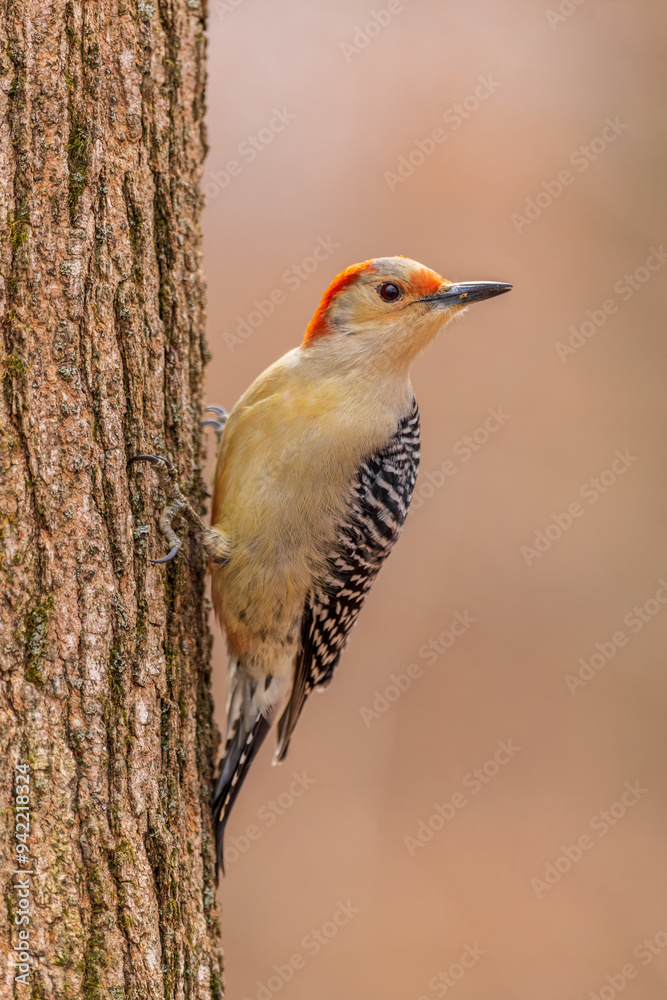 Red-bellied woodpecker female on the side of a tree, Marion County, Illinois