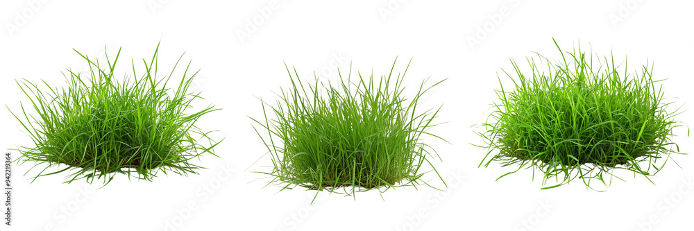 Set of A lush patch of green grass isolated on transparent background Set of A lush patch of green grass isolated on transparent background