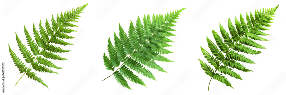Set of a vibrant green fern frond isolated on transparent background Set of a vibrant green fern frond isolated on transparent background