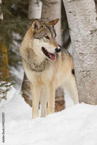 Tundra wolf in winter, Montana. photo