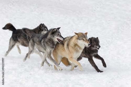 Tundra wolves exhibiting dominance behavior in pack setting in winter, Montana. photo