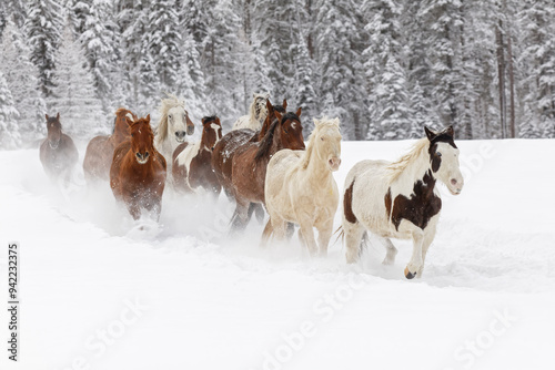 Horses running through fresh snow during roundup, Kalispell, Montana.