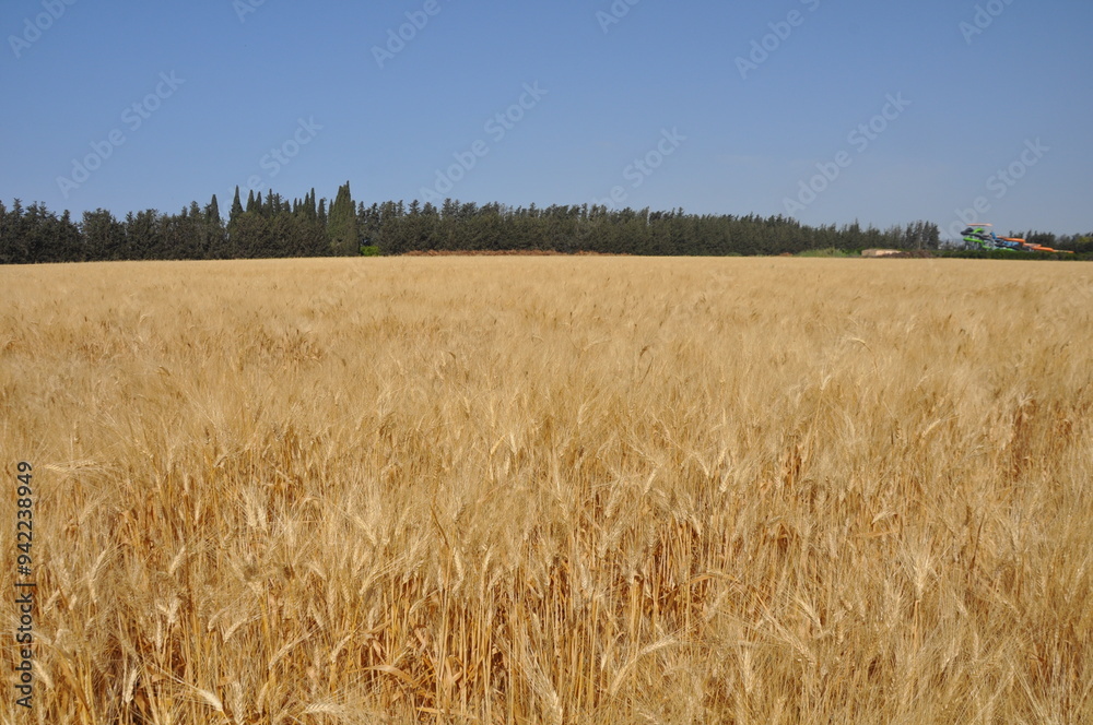 Golden ears of wheat against the sky background. Harvest of ripe Golden ears of wheat against the sky background. Harvest of ripe