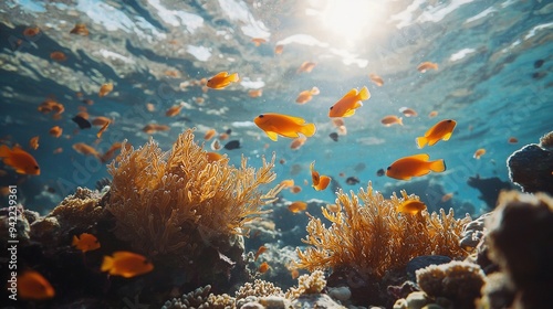   A school of small orange fish swim over a coral reef with seaweed and coral in the clear blue water below