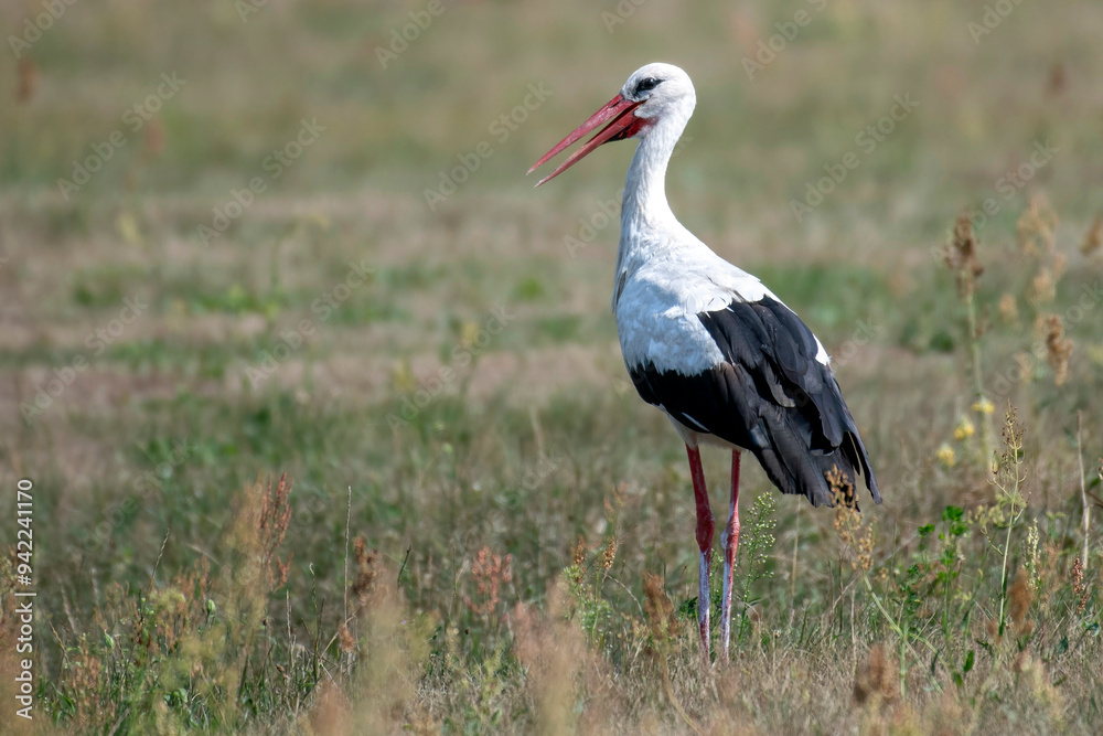 Naklejka premium Single White Stork bird in wetlands green grass in Poland
