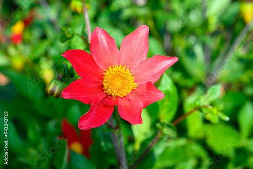 Close-up of red and yellow dahlia photo