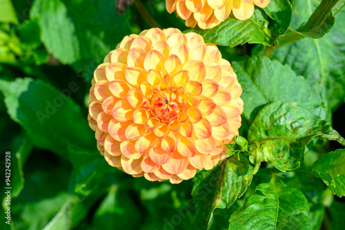 close-up of yellow dahlia photo