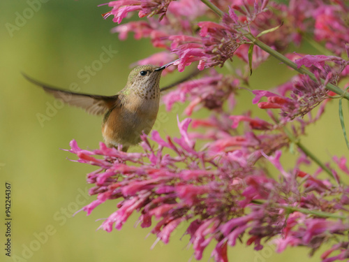 Adult female Calliope hummingbird filling up before fall migration. East Mountain native plant garden, New Mexico