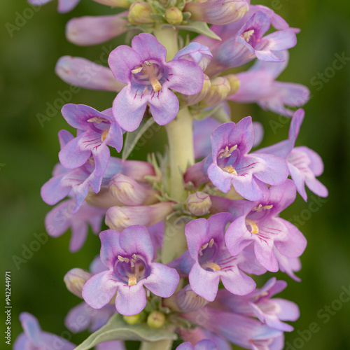 Narrow leaf beardtongue, whorled penstemon, whorled beardtongue, Penstemon angustifolius, native plant of New Mexico photo