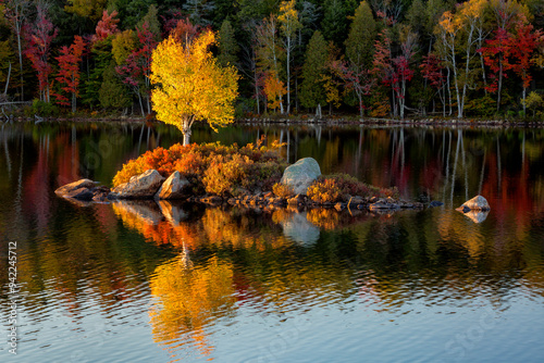 USA, New York, Adirondacks. Tupper Lake, birch at sunset in Rock Island Bay photo