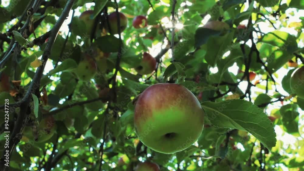 Green and red ripe juicy apples on the tree in the garden. Harvest time appleas and fruits Green and red ripe juicy apples on the tree in the garden. Harvest time appleas and fruits