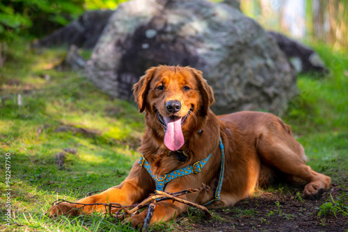 A happy golden retriever smiles with his tongue hanging out while playing outside in the green grass on a beautiful summer day