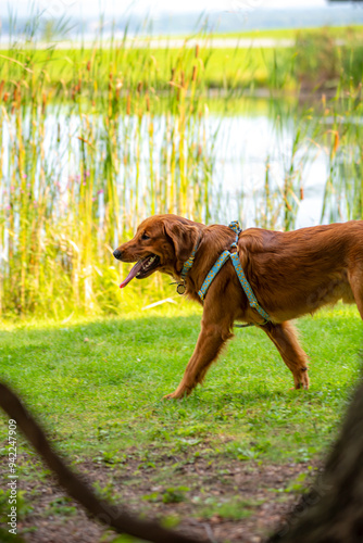 A happy golden retriever smiles with his tongue hanging out while playing outside in the green grass on a beautiful summer day