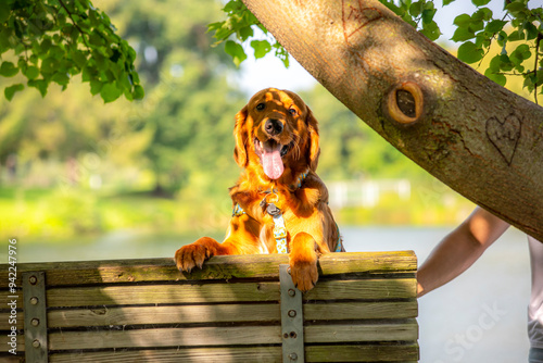 A happy golden retriever smiles with his tongue hanging out while playing outside in the green grass on a beautiful summer day