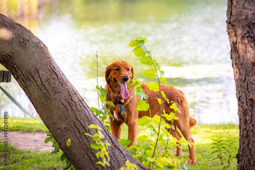 A happy golden retriever smiles with his tongue hanging out while playing outside in the green grass on a beautiful summer day