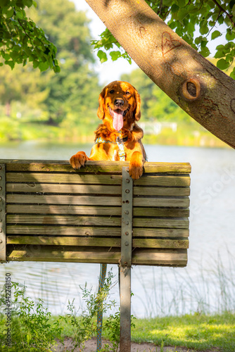 A happy golden retriever smiles with his tongue hanging out while playing outside in the green grass on a beautiful summer day