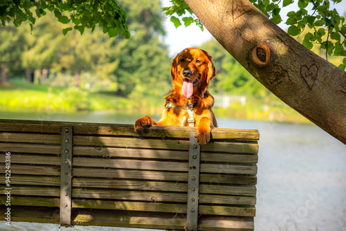 A happy golden retriever smiles with his tongue hanging out while playing outside in the green grass on a beautiful summer day