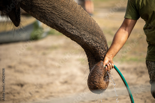 Zoo keeper give water for elephant