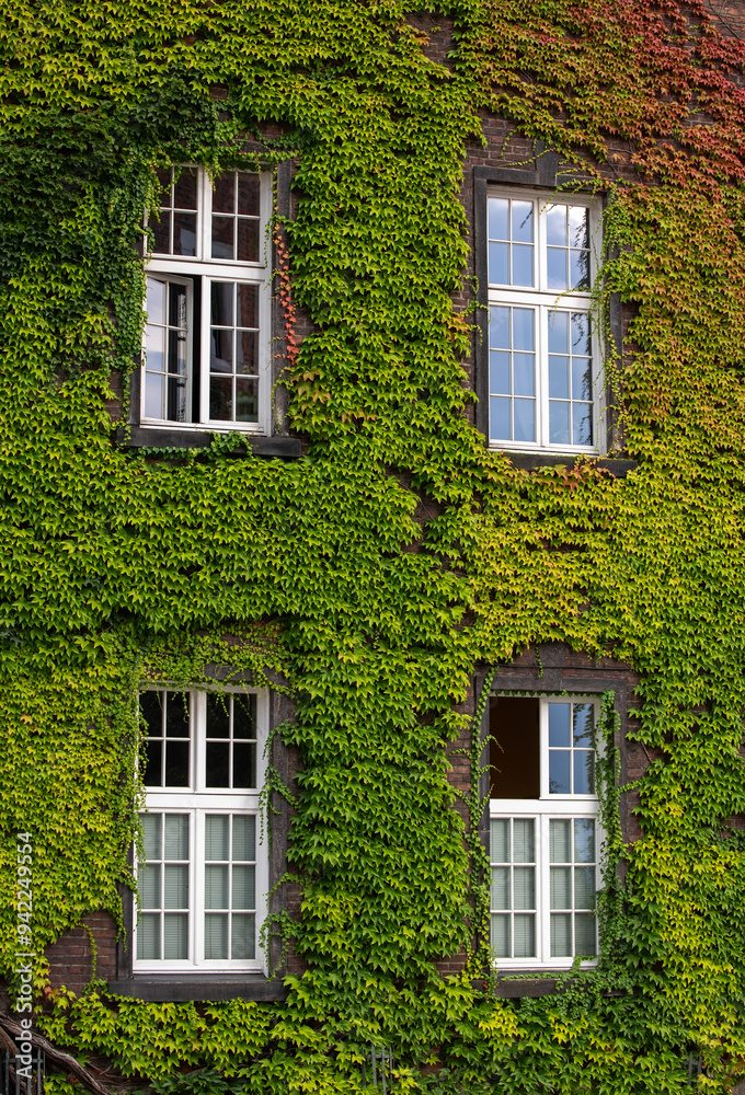 Facade of ivy covered house Facade of ivy covered house