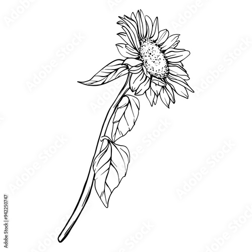 Sunflower vector flower illustration. Plant drawing in line art style. flower sketch painted by black inks. Graphics hand drawn outline element
