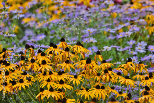 USA, Oregon, Tualatin. Garden with Dark-eyed Susan yellow flowers with small blue daisies