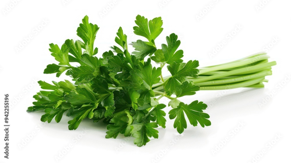 Fresh Parsley Bunch Fresh Parsley Bunch