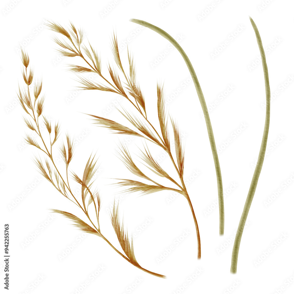 Stems of plants, inflorescences of reedgrass for interior decoration, compositions in a bouquet. Watercolor illustration for your patterns and prints Stems of plants, inflorescences of reedgrass for interior decoration, compositions in a bouquet. Watercolor illustration for your patterns and prints