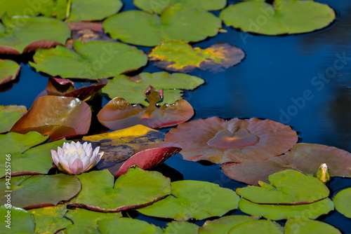 USA, Oregon, Barview. Small pond with waterlilies in bloom photo