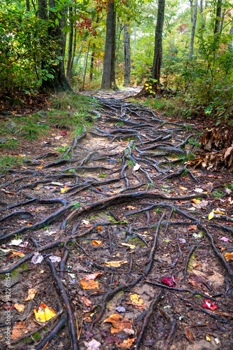 USA, Tennessee. Great Smoky Mountains path of tree roots and Fall leaves. photo