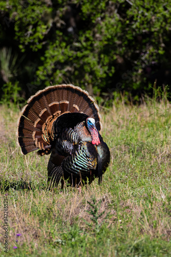 Wild Turkey (Meleagris gallopavo) male strutting.