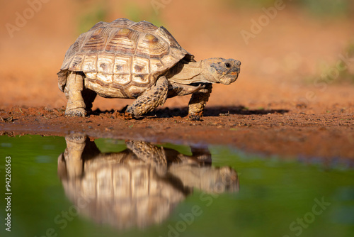 Texas Tortoise (Gopherus berlandieri) walking. photo