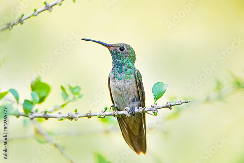 USA, Texas, Hidalgo County. Bluff-bellied hummingbird perched photo