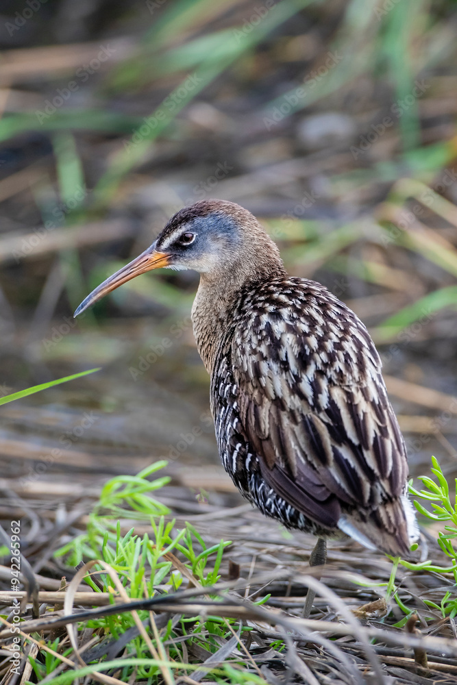 USA, Texas, Cameron County. South Padre Island, clapper rail in marsh USA, Texas, Cameron County. South Padre Island, clapper rail in marsh