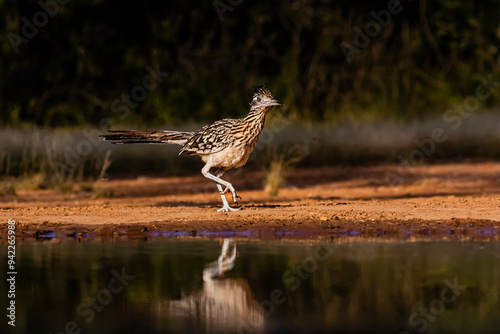 USA, Texas, Starr County. Santa Clara Ranch, greater roadrunner at pond photo
