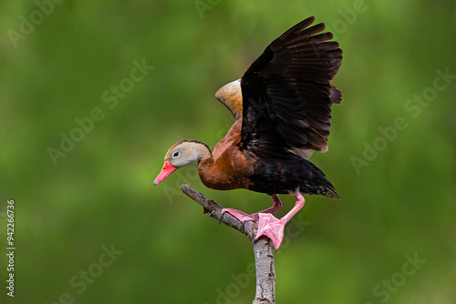 Black-bellied whistling duck landing photo