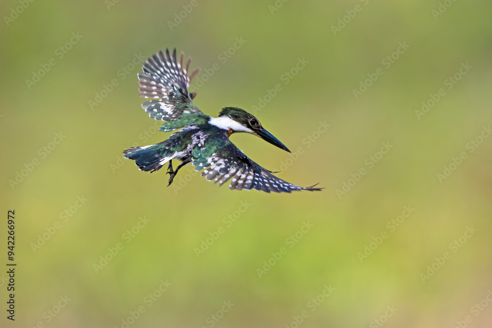 Green kingfisher male in flight Green kingfisher male in flight