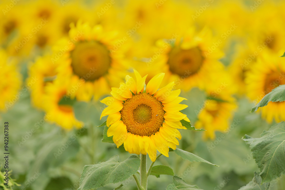 Common Sunflower, Helianthus annuus, field in bloom, Texas, USA Common Sunflower, Helianthus annuus, field in bloom, Texas, USA