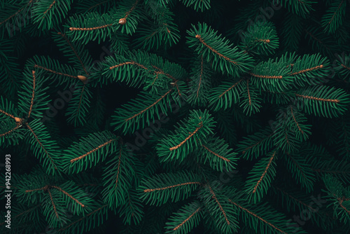 Beautiful Christmas Background with green fir tree brunch close up. Copy space, trendy moody dark toned design for seasonal quotes. Vintage December wallpaper. Natural winter holiday forest backdrop