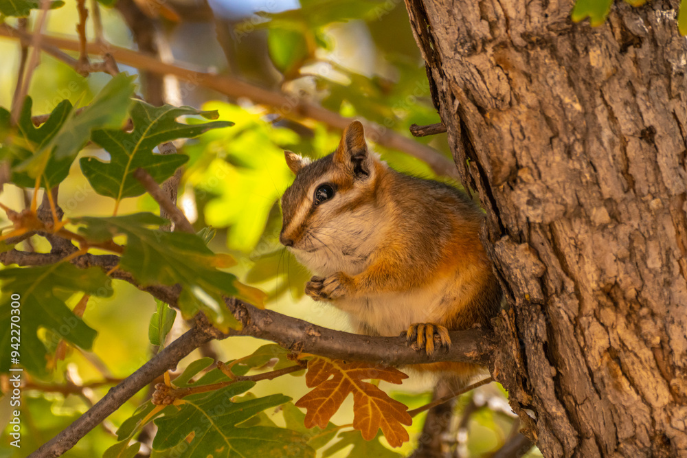 USA, Utah, Grand Staircase Escalante National Monument. Least chipmunk in oak tree. USA, Utah, Grand Staircase Escalante National Monument. Least chipmunk in oak tree.