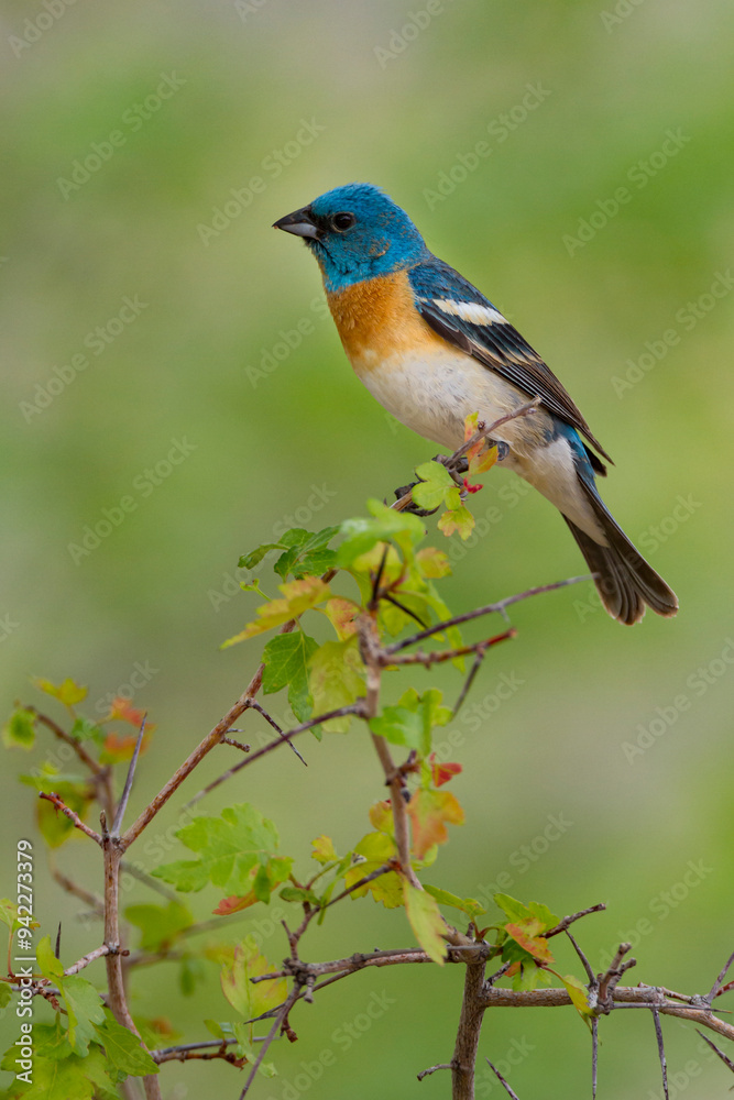 USA, Utah. Lazuli bunting passerina amoena adult male. Breeding plumage. USA, Utah. Lazuli bunting passerina amoena adult male. Breeding plumage.