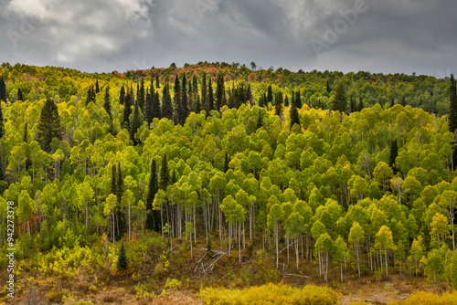 USA, Utah. Highway 89 Aspens and evergreens in Autumn Colors along the highway going to Logan. photo