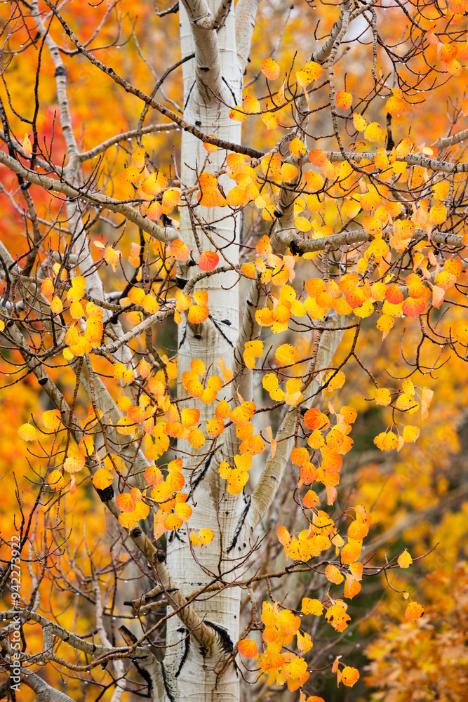 Utah, Dixie National Forest, aspen forest along Highway 12 Utah, Dixie National Forest, aspen forest along Highway 12