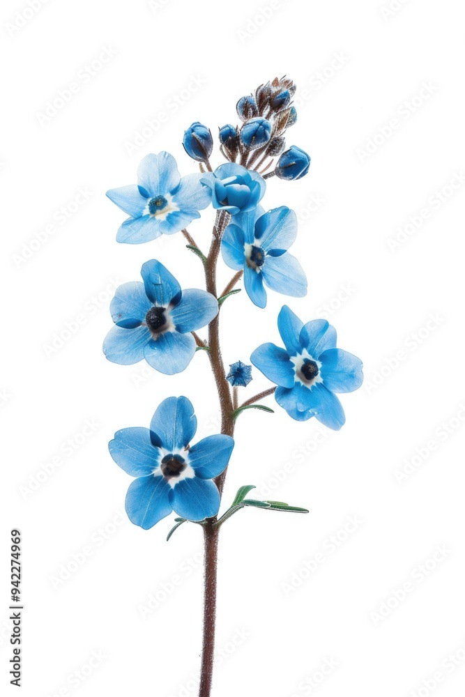 A close-up shot of a blue flower growing on its stem, with some leaves and background details A close-up shot of a blue flower growing on its stem, with some leaves and background details