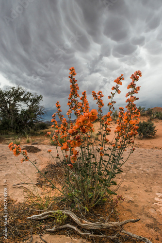 Usa, Utah, Arches National Park. Desert Globemallow (Sphaeralcea ambigua) and approaching mammary clouds photo