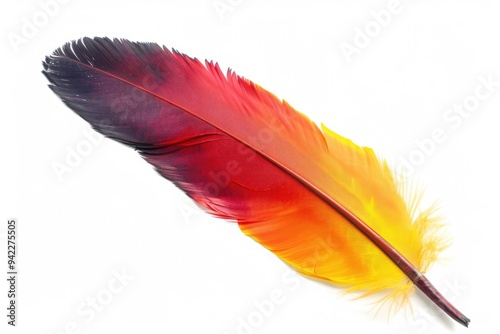 A bright red and yellow feather on a clean white background photo