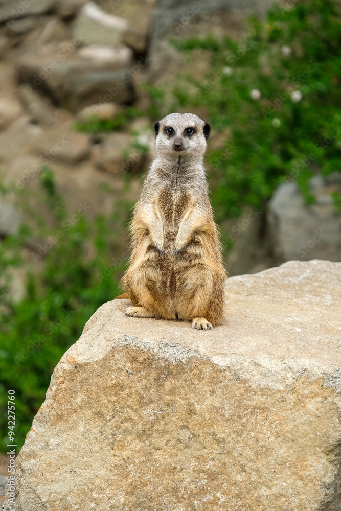 Fototapeta premium Alert Meerkat stood on guard
